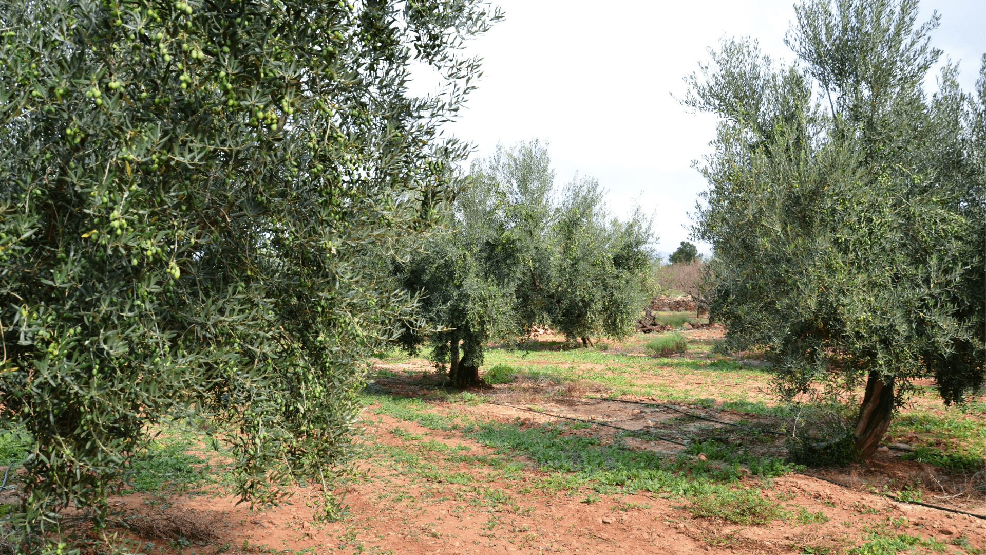 Portada de la iniciativa