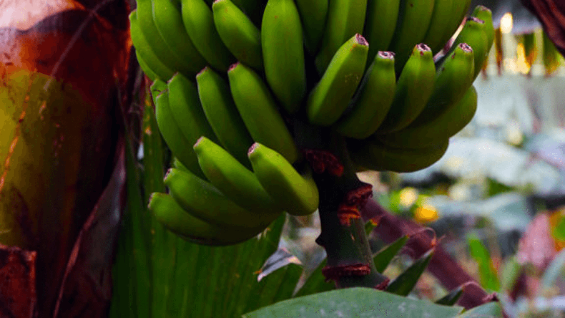 Portada de la iniciativa