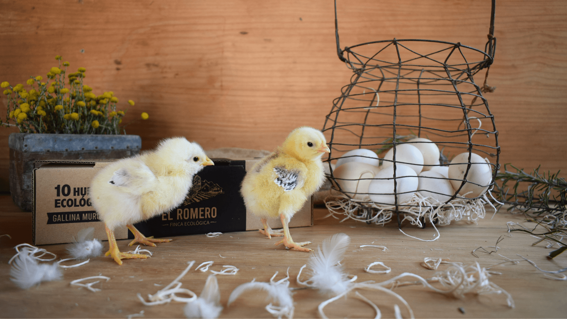 Portada de la iniciativa