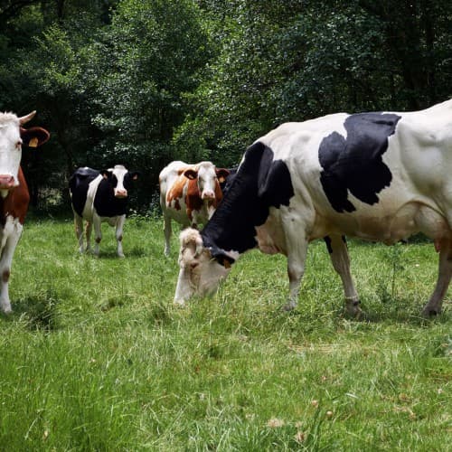 Portada de la iniciativa