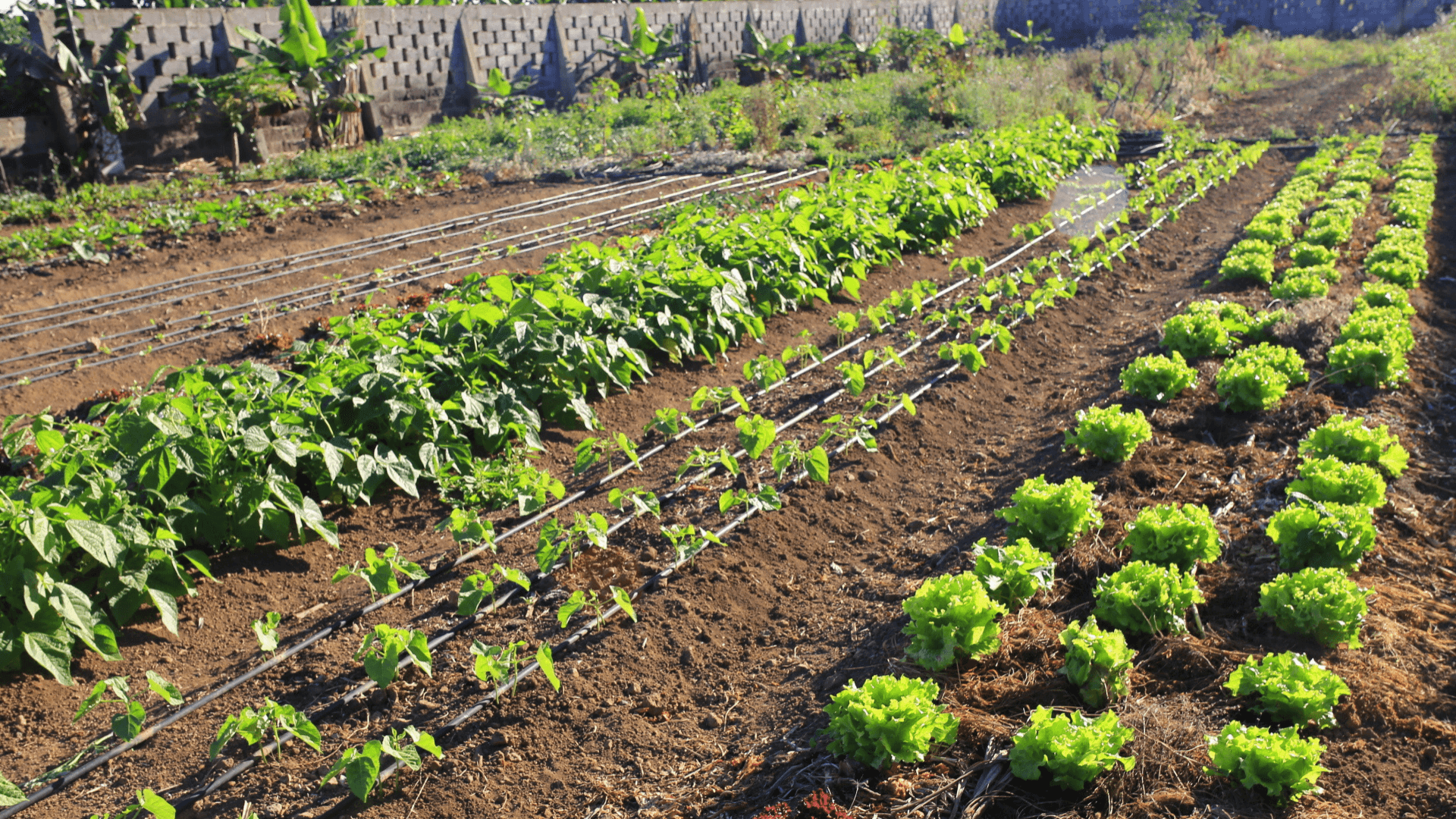 Portada de la iniciativa